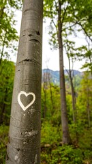 Heart carved on tree trunk in forest