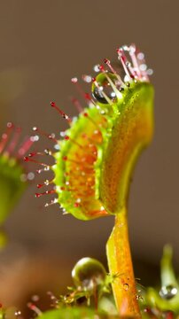 Close-up of a Venus Flytrap, Droplets and Details