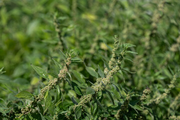 Flower buds on the stem with green leaves of the Galeopsis segetum plant.

