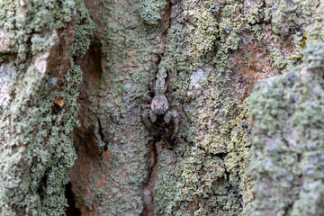 A female platycryptus eating another spider, well camouflaged in the bark of an evergreen tree.