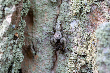 A female platycryptus eating another spider, well camouflaged in the bark of an evergreen tree.