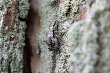 A female platycryptus eating another spider, well camouflaged in the bark of an evergreen tree.