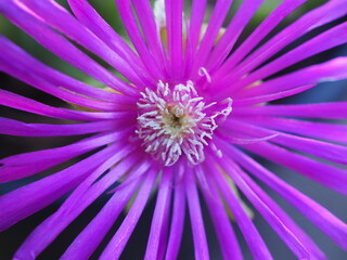 Delosperma cooperi mature succulent plant flowers