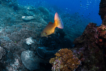 A coral grouper swims above the reef at Lady Elliot Island, Queensland, Australia. The fish’s...