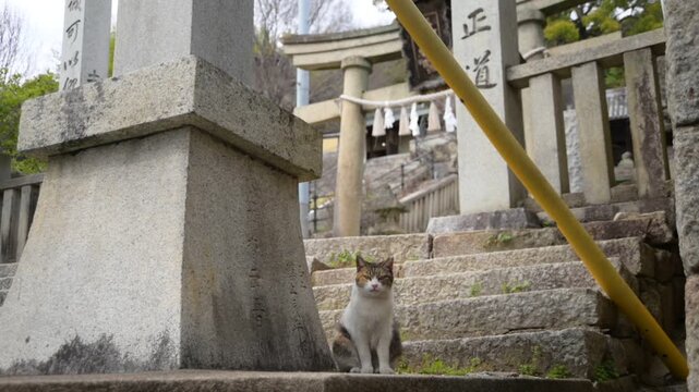 御袖天満宮の参道でくつろぐ地域猫 （広島県尾道市, 2025年4月）