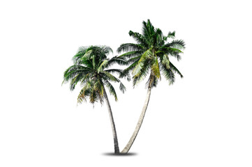 Coconut tree isolated on white background.