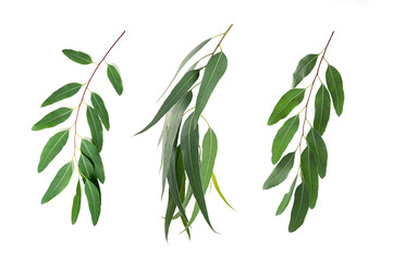 Branch of eucalyptus leaves collection isolated on white background.