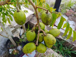 Close-up of fresh green ambarella fruits (Spondias dulcis) hanging on a tree branch with green leaves in a natural outdoor setting.