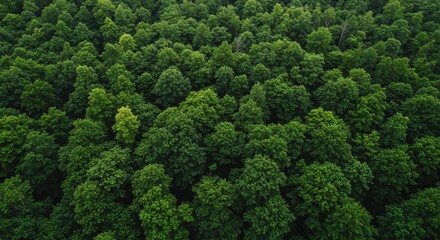 Aerial View of Lush Green Forest Canopy