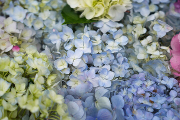 水に浮かぶ涼しげな紫陽花