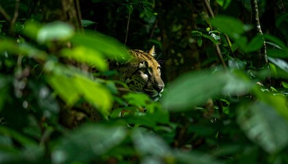 Obraz premium A spotted feline stealthily positioned amidst lush green foliage, bathed in dappled light, showcasing a wild nature scene.
