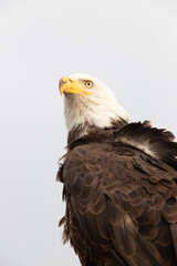 Fototapeta premium Majestic Bald Eagle in Natural Habitat – Wildlife Photography Collection