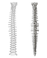 Illustration of Human Spinal Column Anatomy on White Background