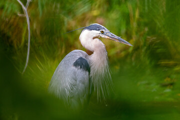 Elegant Great Blue Heron by Water – Bird and Nature Photography Series