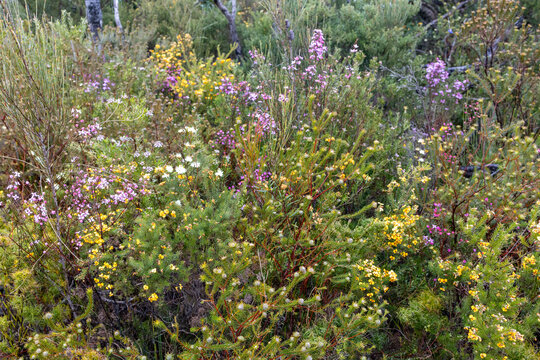 Wild Flowers growing in the Royal National Park, Sydney Australia