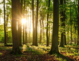Fototapeta premium Sunbeams in a springtime forest