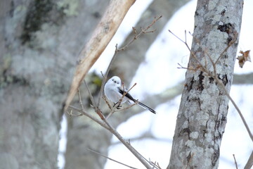 Aegithalos caudatus perched on a snowy branch in Hokkaido, Japan