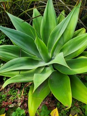 close up of succulent plant