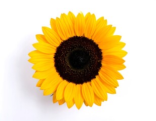 Fototapeta premium Sunflower close-up on white background