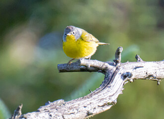 Angry and chubby Nashville Warbler