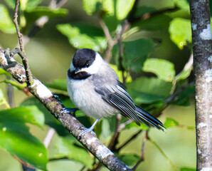 Black capped chickadee in a tree