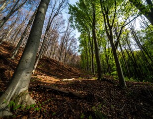 Obraz premium Sunlight filtering through a forest on a hillside