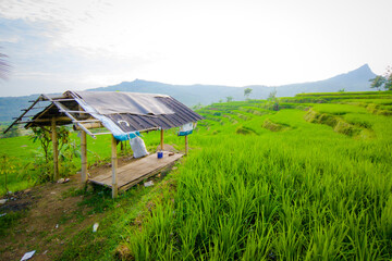 A small bamboo hut beside lush green terraced rice fields with mountain views.