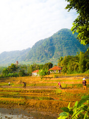 Farmers working in rice fields with houses and green mountains in the background.