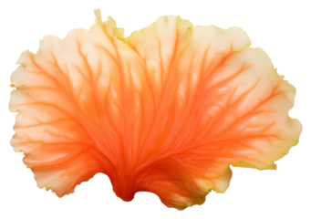 PNG Hibiscus flower petal plant.