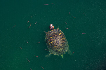 Freshwater turtle swimming in green pond water with small fish around, wild reptile in natural...