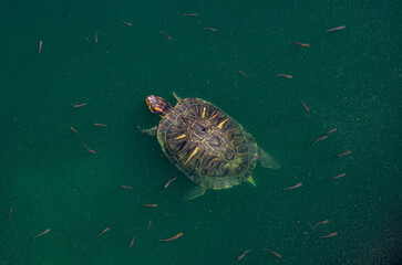 Freshwater turtle swimming in green pond water with small fish around, wild reptile in natural...