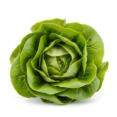 Obraz premium Lettuce Vegetable on white background