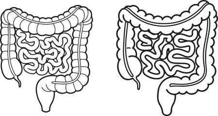 Black and white vector drawing of human intestines anatomy illustration
