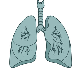 Illustration of human lungs showing their anatomy, with trachea attached, in light blue.
