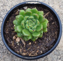 Echeveria 'Andoran Party Girl' mature succulent plant