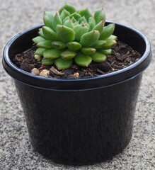 Echeveria 'Andoran Party Girl' mature succulent plant