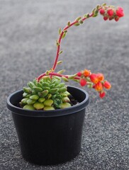 Echeveria 'Andoran Party Girl' mature succulent plant