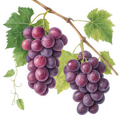 Fototapeta premium Two bunches of red grapes with leaves isolated on transparent background