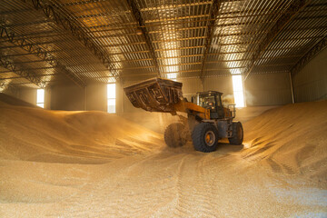 The farmers use a loader to pile up the mature wheat.
