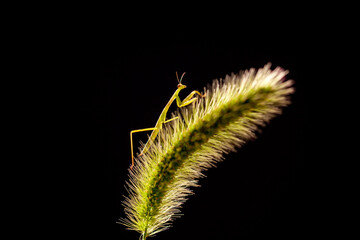 On the dogtail grass is a mantis