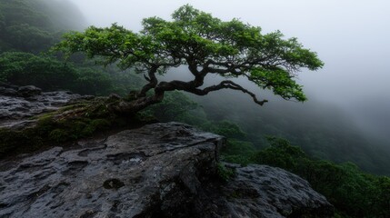 Obraz premium Solitary tree clinging to a rocky cliff in fog.