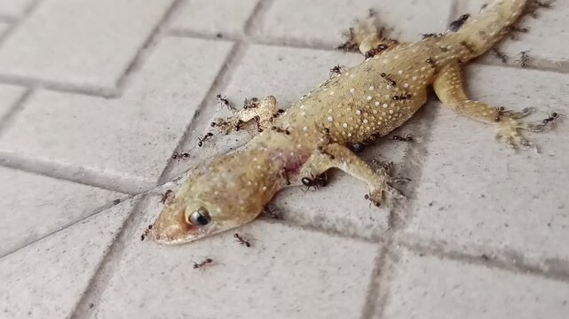 Lizards are reptiles belonging to the order Squamata, which is also home to snakes (some types of lizards are more closely related to snakes than they are to other lizard species). 