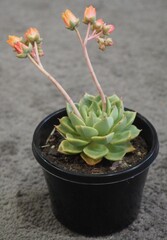 Echeveria 'Ben Badis' mature succulent plant