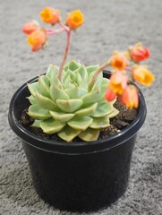Echeveria 'Ben Badis' mature succulent plant