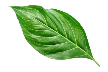Fototapeta premium PNG Leaf plant green