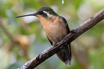 White-throated Mountain-gem (Lampornis castaneoventris) in Costa Rica – Bird Wildlife Photography
