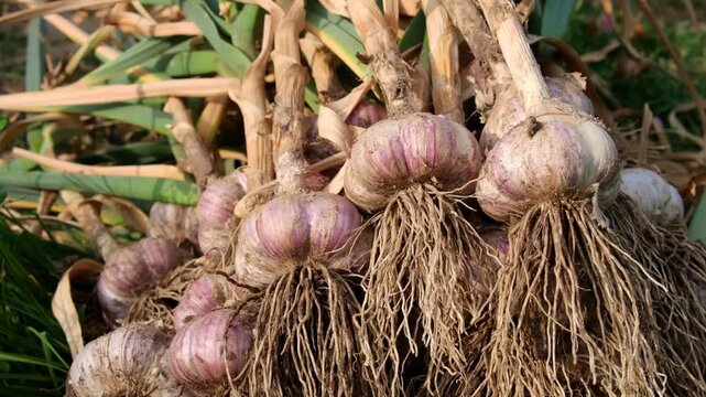 Harvesting garlic in a garden bed, digging garlic. A man dug up garlic.