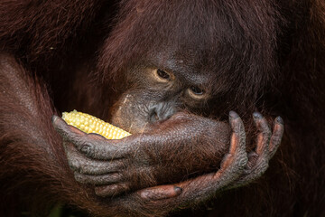Orang utan eating