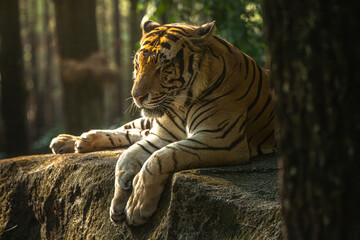 tiger in the wild
