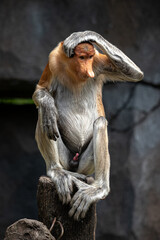 Bekantan